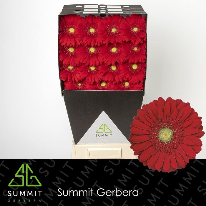 <h4>Gerbera Carambole Diamond</h4>