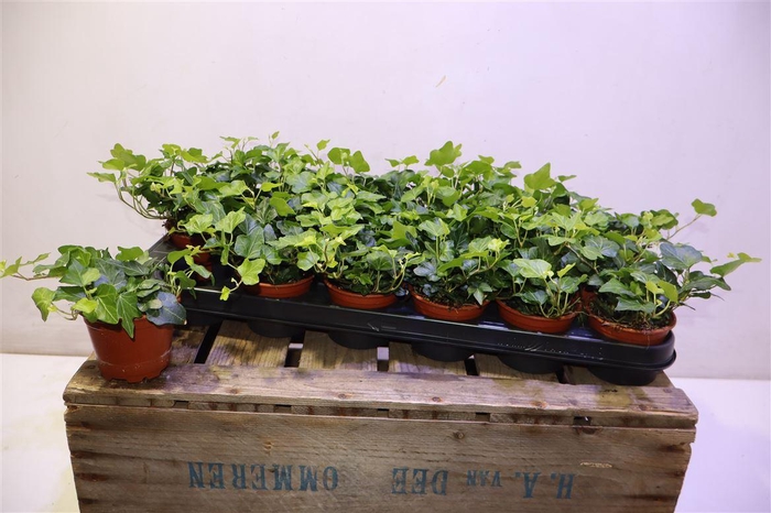 <h4>Hed He Wonder</h4>