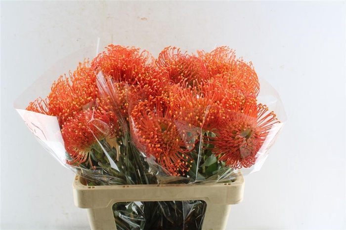 <h4>Leuco Co Vlam</h4>