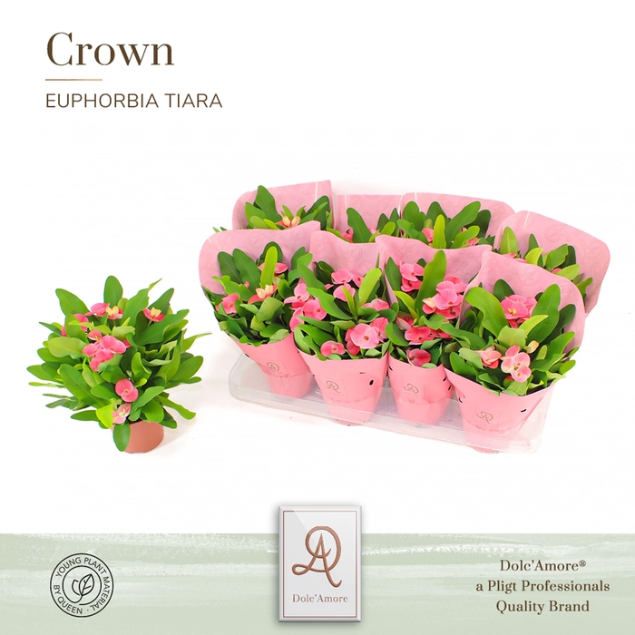 <h4>Euphorbia Tiara Charlotte P12 Dolc'Amore® Crown Metallic St. 2</h4>