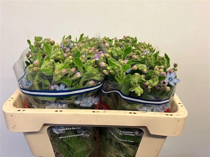 <h4>OXY CO TAN PURE BLU</h4>