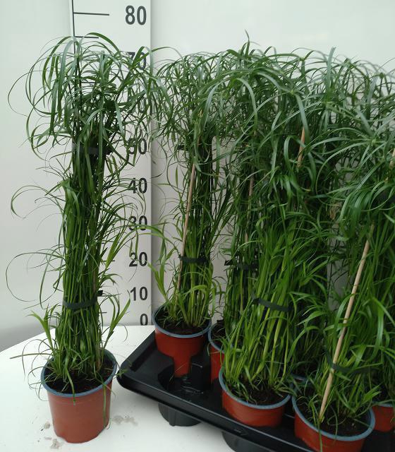 <h4>CYPER ALTERNIFOLIUS</h4>