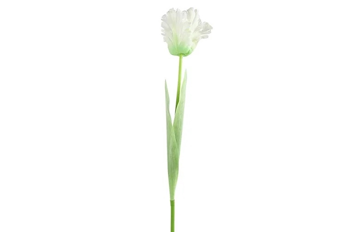 Af Tulip Parrot L69cm White