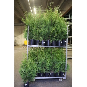 arr8 Thuja O Brabant