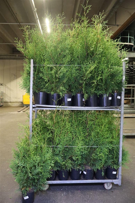 <h4>arr8 Thuja O Brabant</h4>