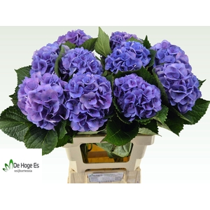 HYDR M ROYAL LOVE B