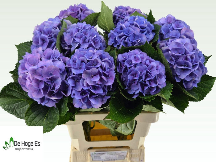<h4>HYDR M ROYAL LOVE B</h4>