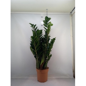 Zamioculcas zamiifolia