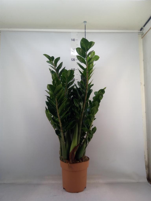 <h4>Zamioculcas zamiifolia</h4>