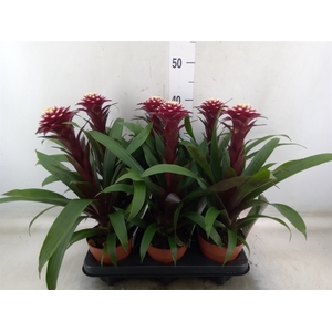 Guzmania  'Francesca'