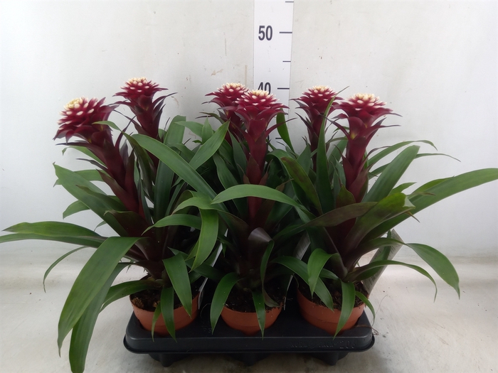 <h4>Guzmania  'Francesca'</h4>