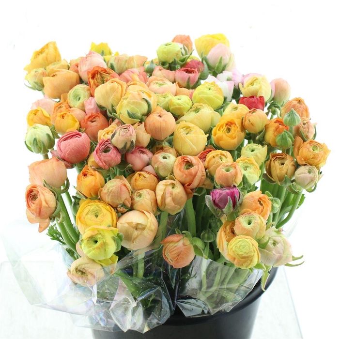 <h4>Ran El Pastel Orange Extra</h4>