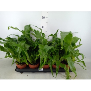 Microsorum musifolium 'Crocodyllus'