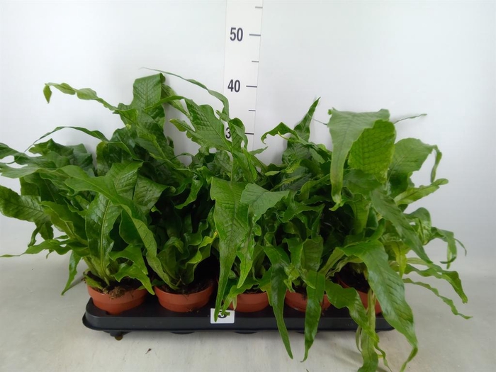 <h4>Microsorum musifolium 'Crocodyllus'</h4>