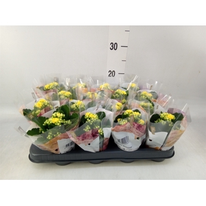 Kalanchoe blos. 'RosDon Amaril'