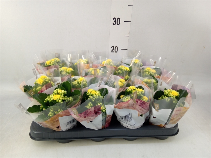 <h4>Kalanchoe blos. 'RosDon Amaril'</h4>