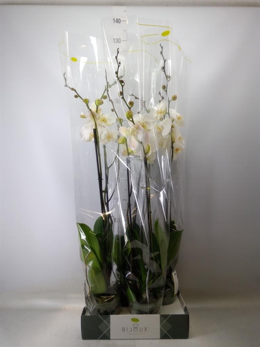 <h4>Phalaenopsis   ...white</h4>