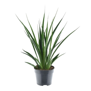 Sansevieria kirkii Friends