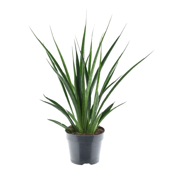 <h4>Sansevieria kirkii Friends</h4>