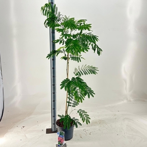 Albizia julibrissin Ombrella® ('Boubri'PBR)