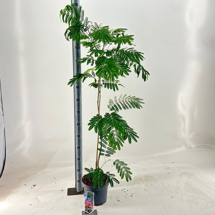 <h4>Albizia julibrissin Ombrella® ('Boubri'PBR)</h4>