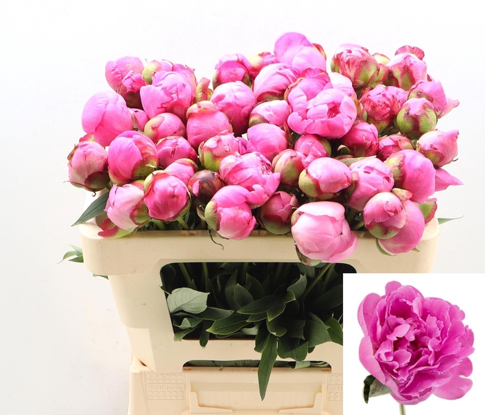 <h4>PAEO L ALEX FLEMING</h4>