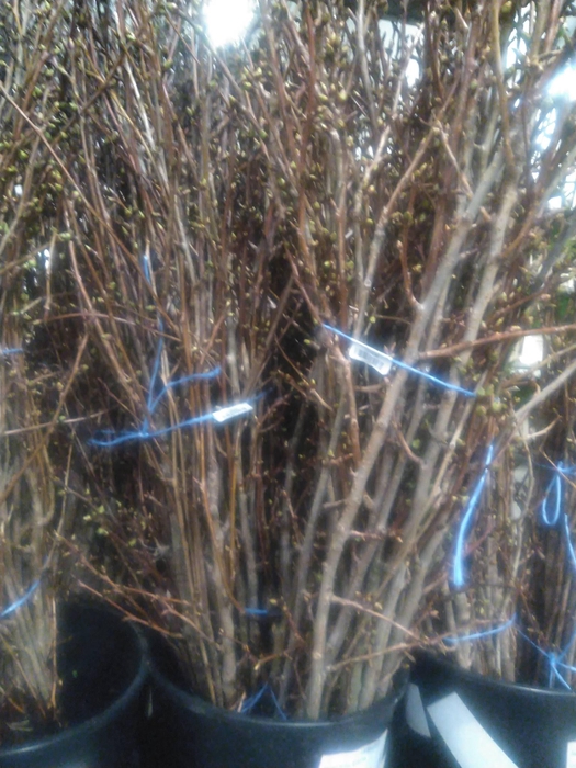 <h4>Japanische Kirsche</h4>