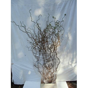 CORYL AV CONTORTA 2 JARIG 100CM