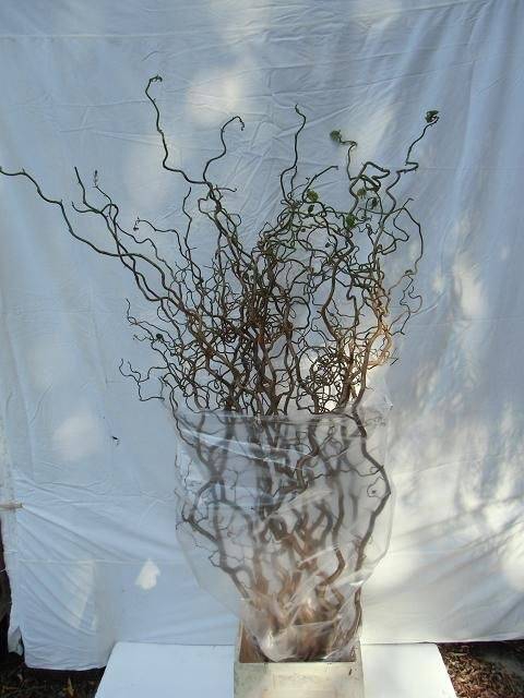 <h4>CORYL AV CONTORTA 2 JARIG 120CM</h4>