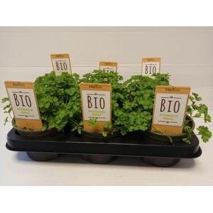 Peterselie Krul P12 HERBIO steker