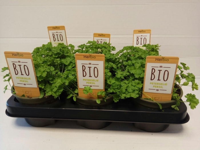 <h4>Peterselie Krul P12 HERBIO steker</h4>