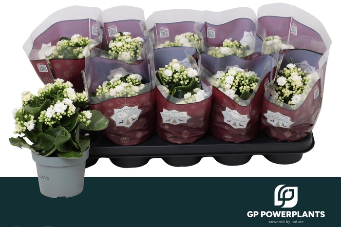 <h4>KAL GE RF SIA</h4>