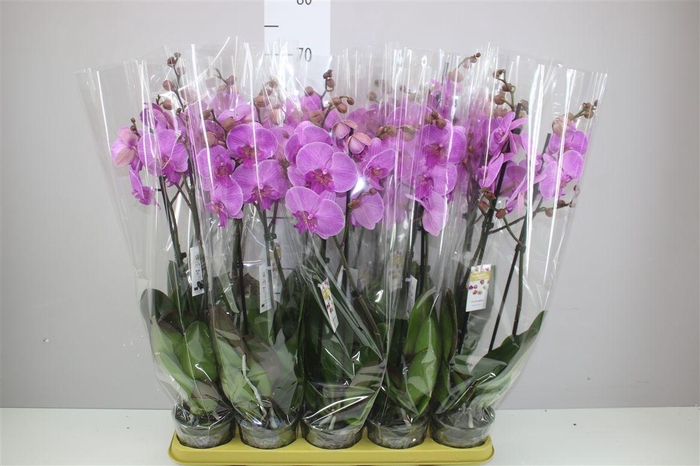 <h4>Phal Paars 2 Tak</h4>