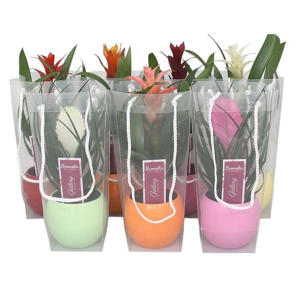 <h4>Bromelia gemengd in 5 kl. bolpot in blanco draagtas</h4>