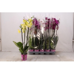 PHAL GEM 5 KL