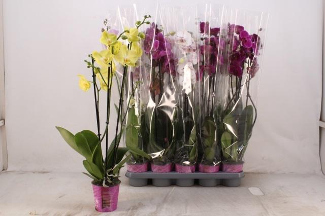 <h4>PHAL GEM 5 KL</h4>