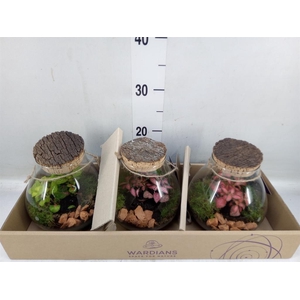 Arr.   Kamerplant Groen H%