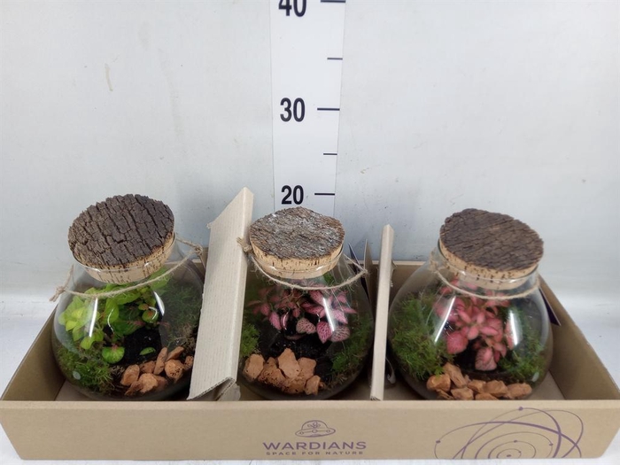 <h4>Arr. Kamerplant Groen H%</h4>