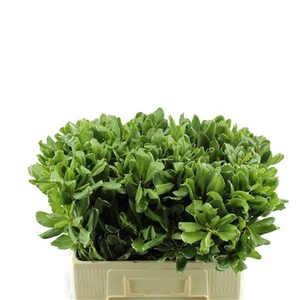 PITTOSPORUM ILAN 60 CM