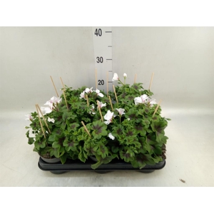 Pelargonium pelt. 'VilleDresden'