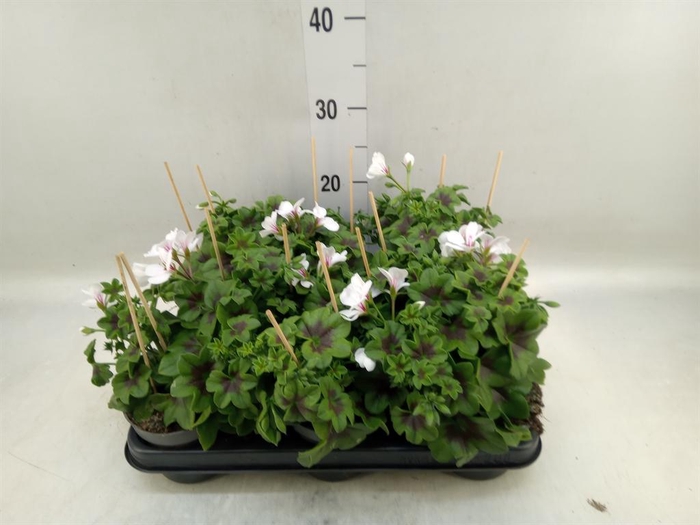 <h4>Pelargonium pelt. 'VilleDresden'</h4>
