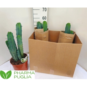 PACHYCEREUS PRINGLEI