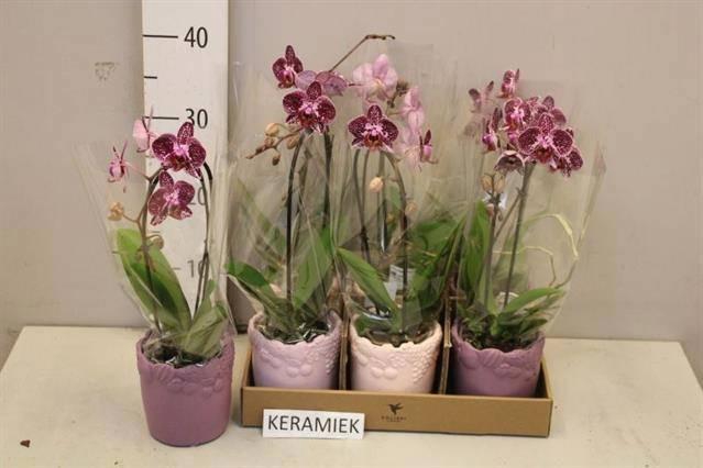 <h4>ARR PHAL 1 TAK</h4>