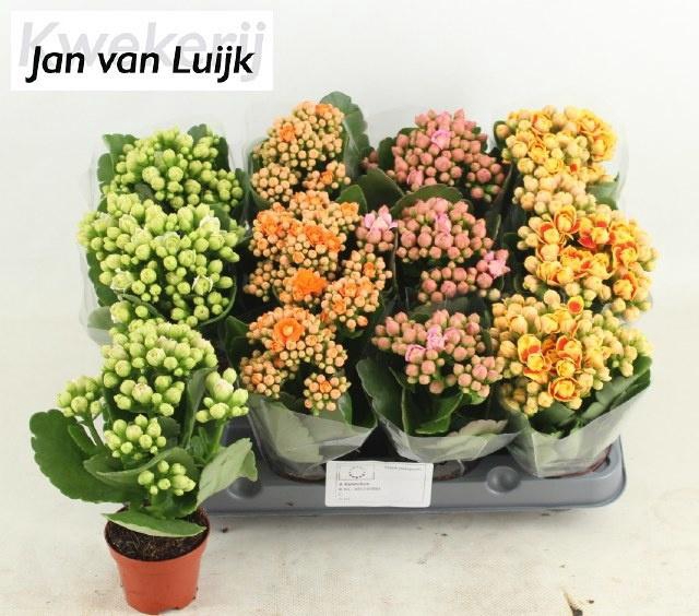 <h4>KAL GE GEM 4 KL</h4>