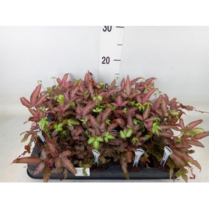 Pteris cretica 'Albolineata'