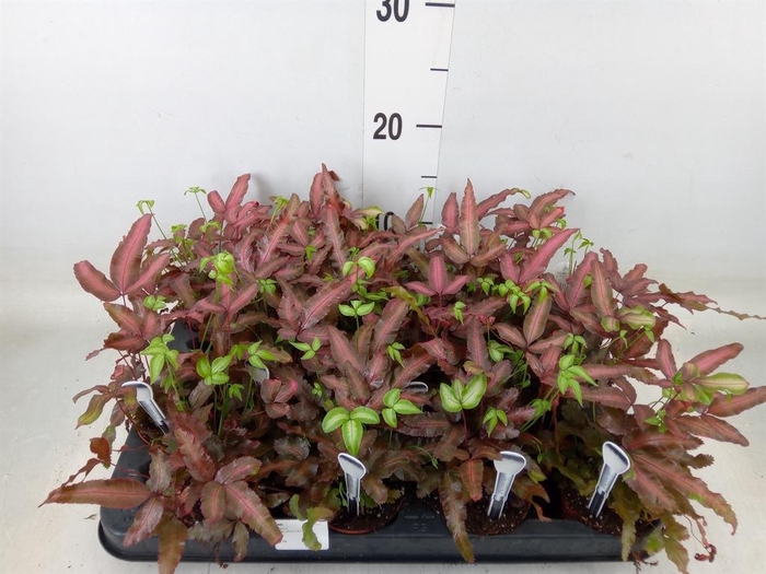 <h4>Pteris cretica 'Albolineata'</h4>