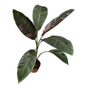 Musa