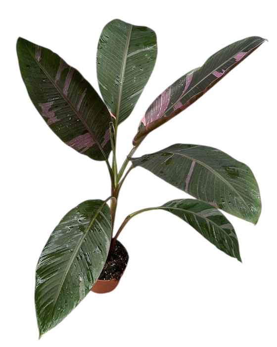 Musa