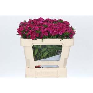 Dianthus Br Amazon Neon Cherry