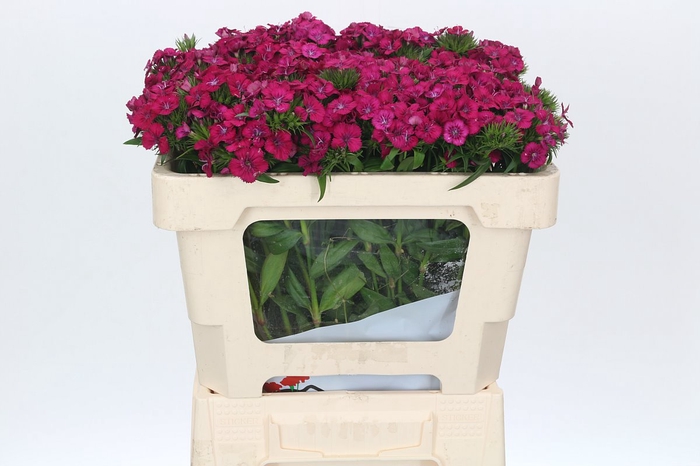 <h4>Dianthus Br Amazon Neon Cherry</h4>